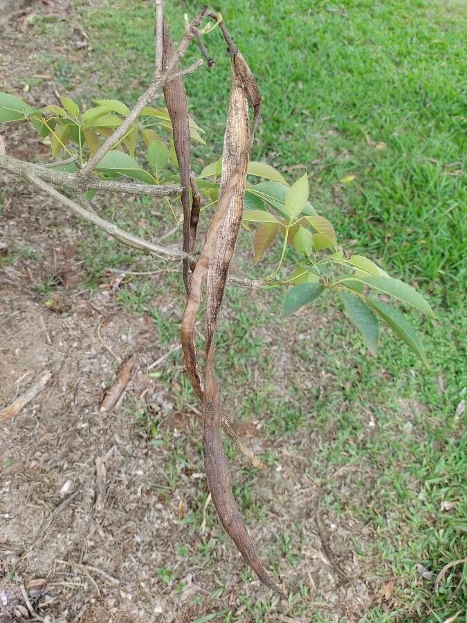 Handroanthus heptaphyllus fruit