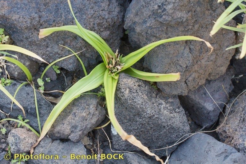 Colchicum hierrense — houseplant care guide