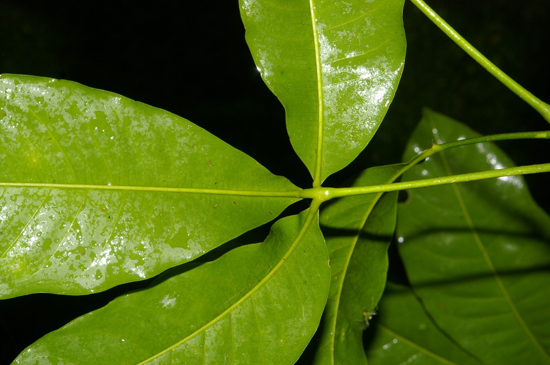 Esenbeckia pentaphylla leaf