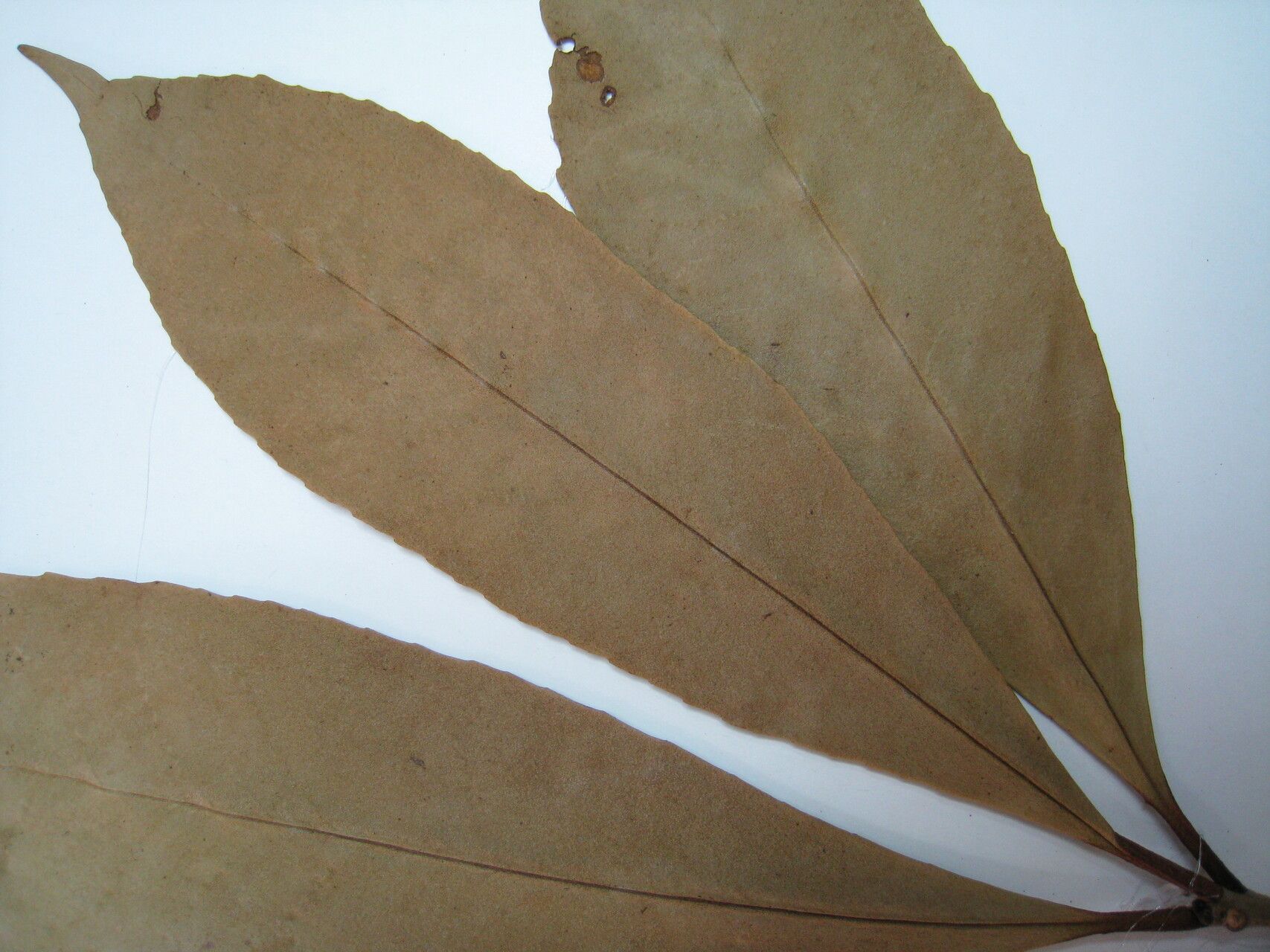 Ternstroemia dentata other