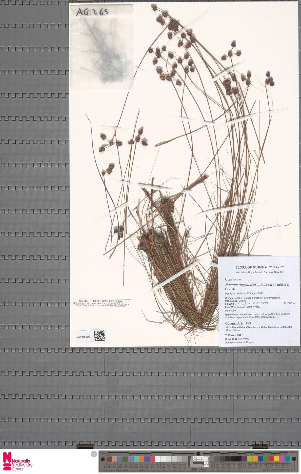 Bulbostylis angolensis — related species from the same genus