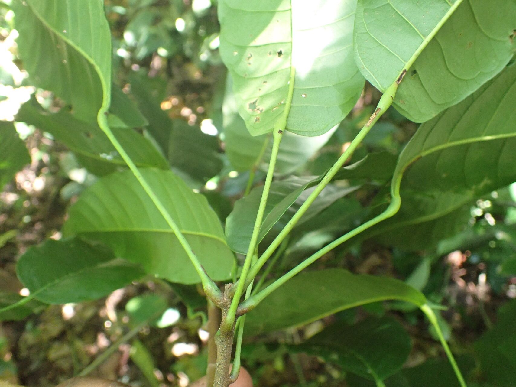 Sterculia rhinopetala leaf