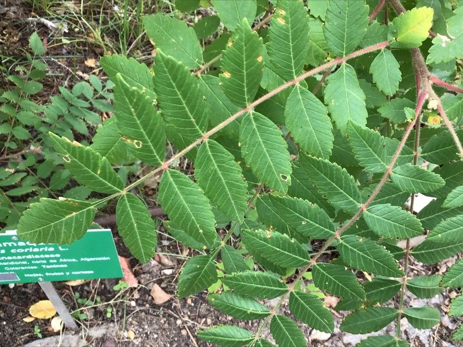 Rhus coriaria — search result for 'Anacardiaceae'