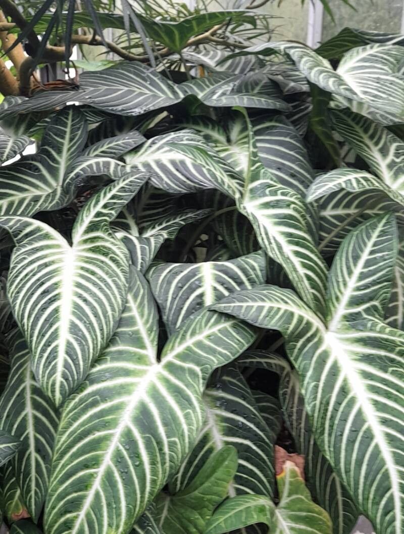 Xanthosoma lindenii habit