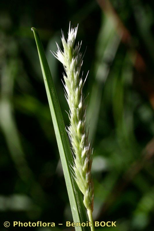 Sesleria cylindrica fruit
