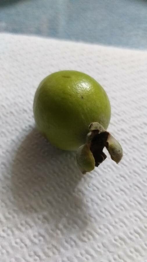 Feijoa sellowiana fruit