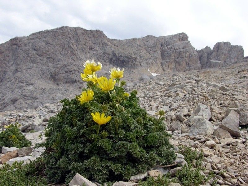 Adonis distorta habit