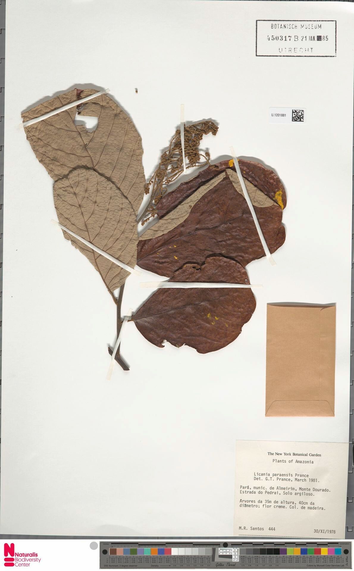 Licania paraensis leaf