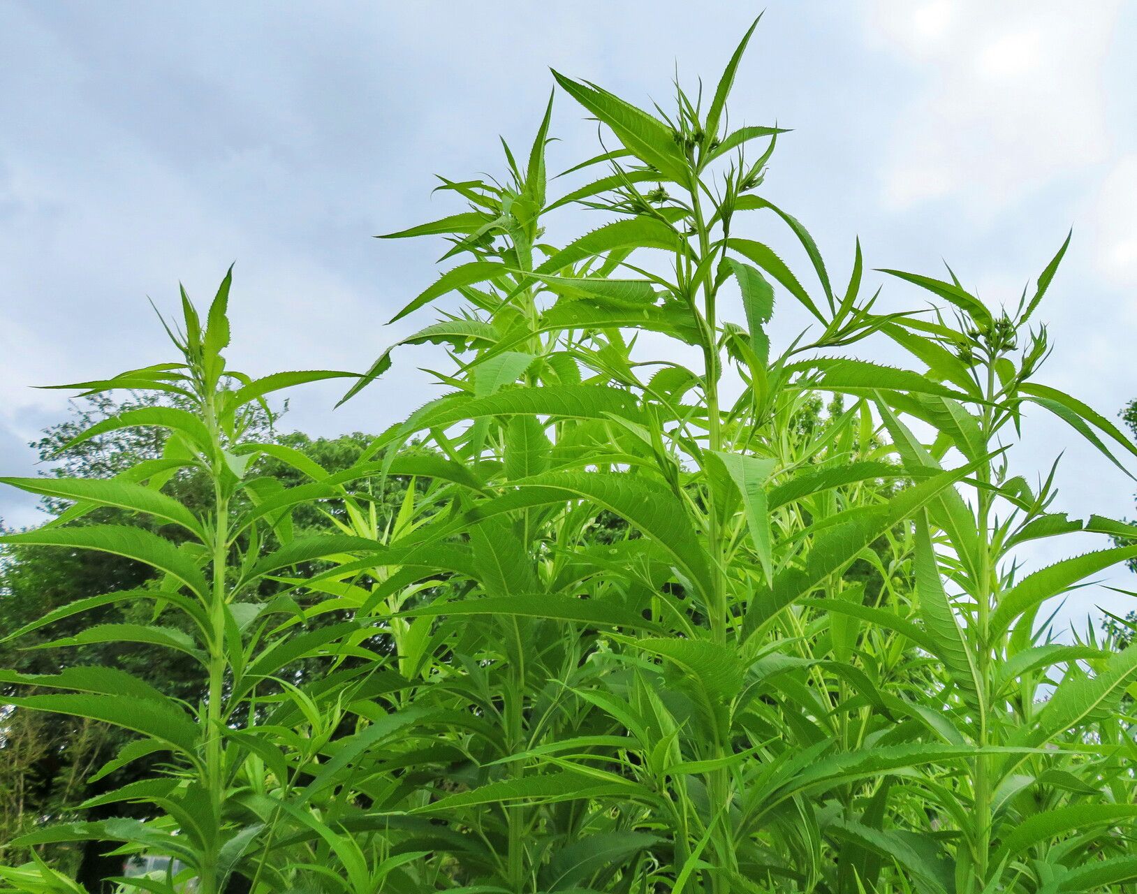 Vernonia lettermannii habit