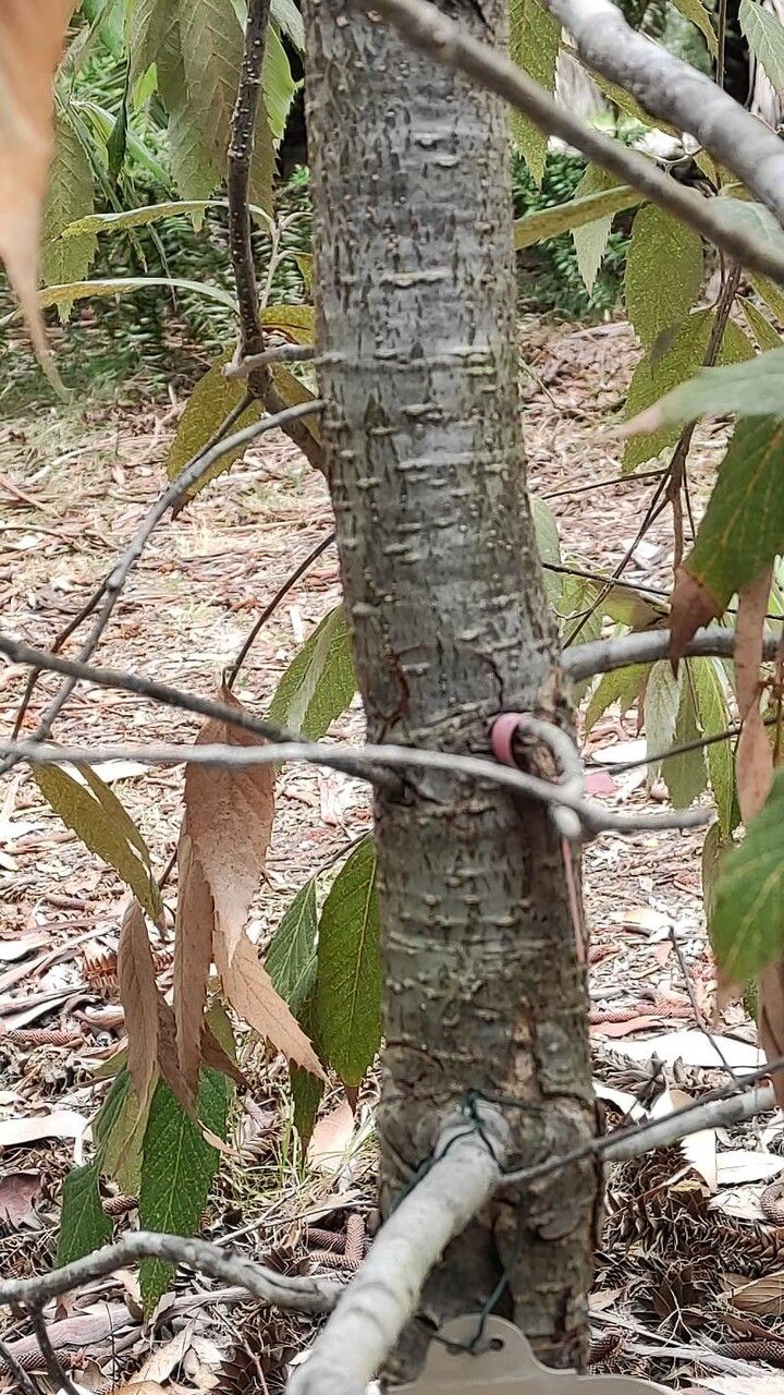 Quercus oblongata bark