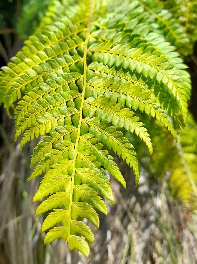 Polystichum montevidense leaf