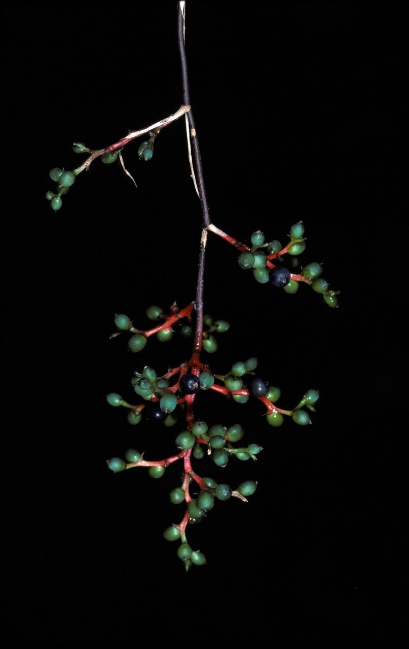 Araeococcus micranthus habit