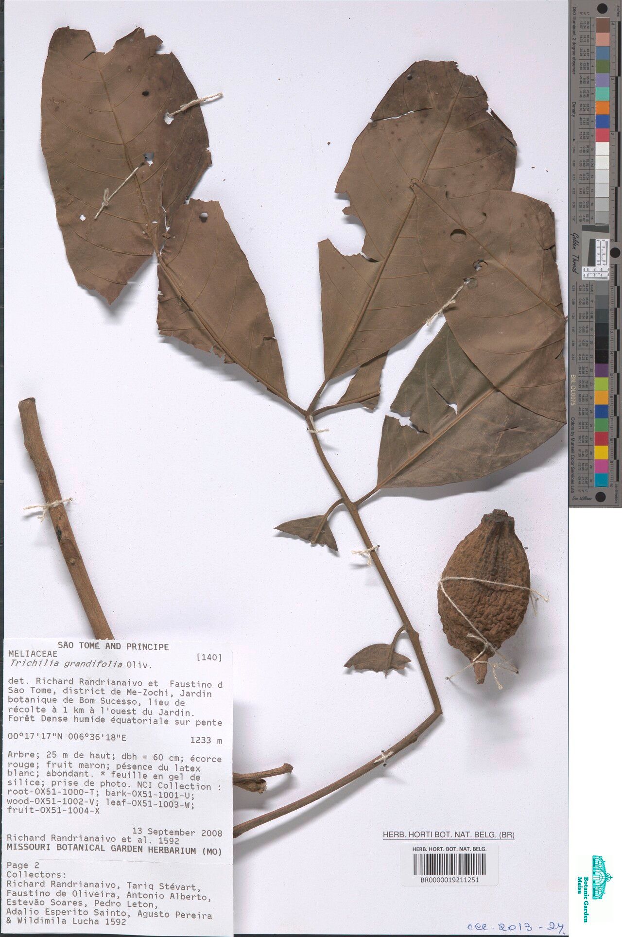 Trichilia grandifolia — houseplant care guide