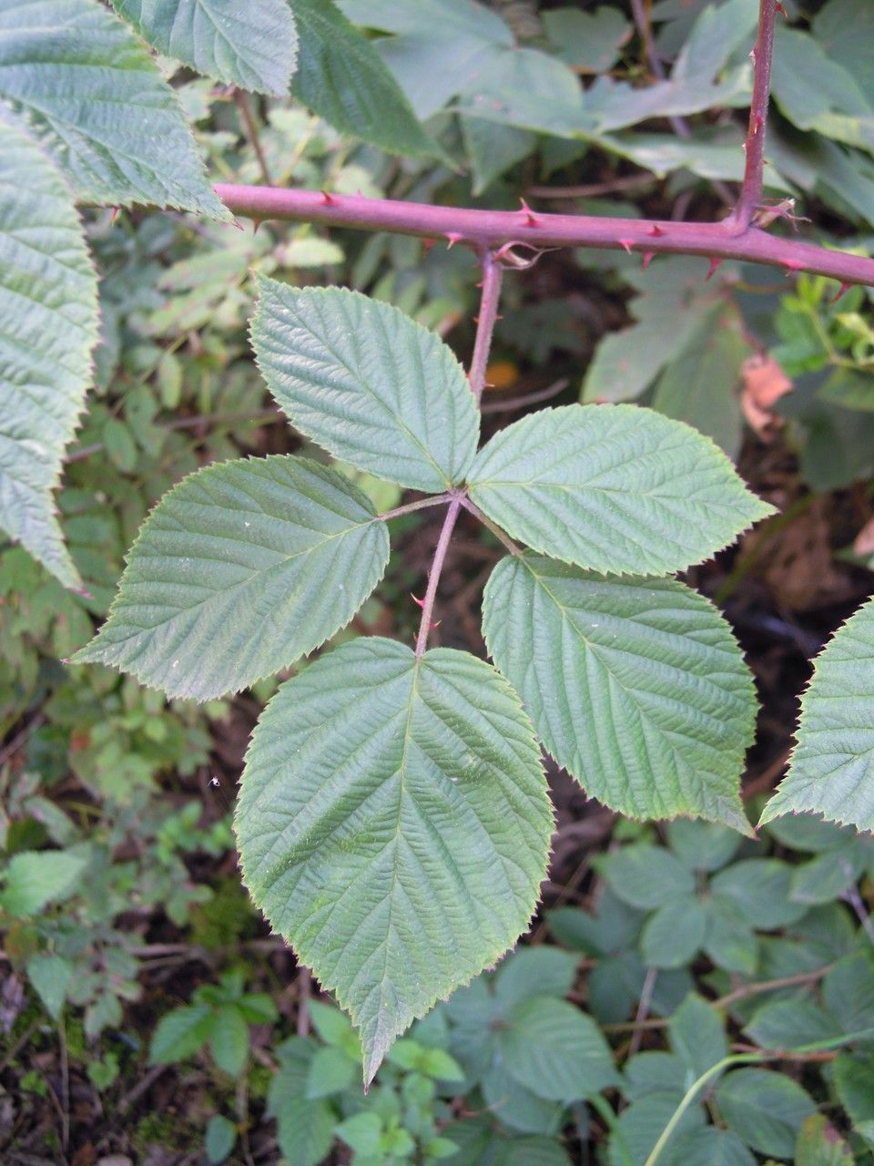 Rubus ammobius leaf