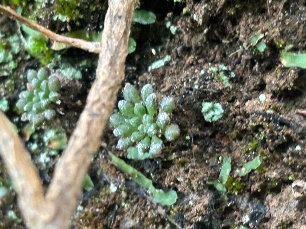 Monanthes minima — houseplant care guide