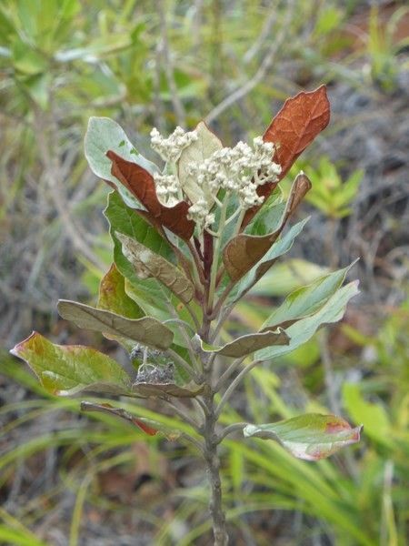 Argophyllum acinetochromum — related species from the same genus