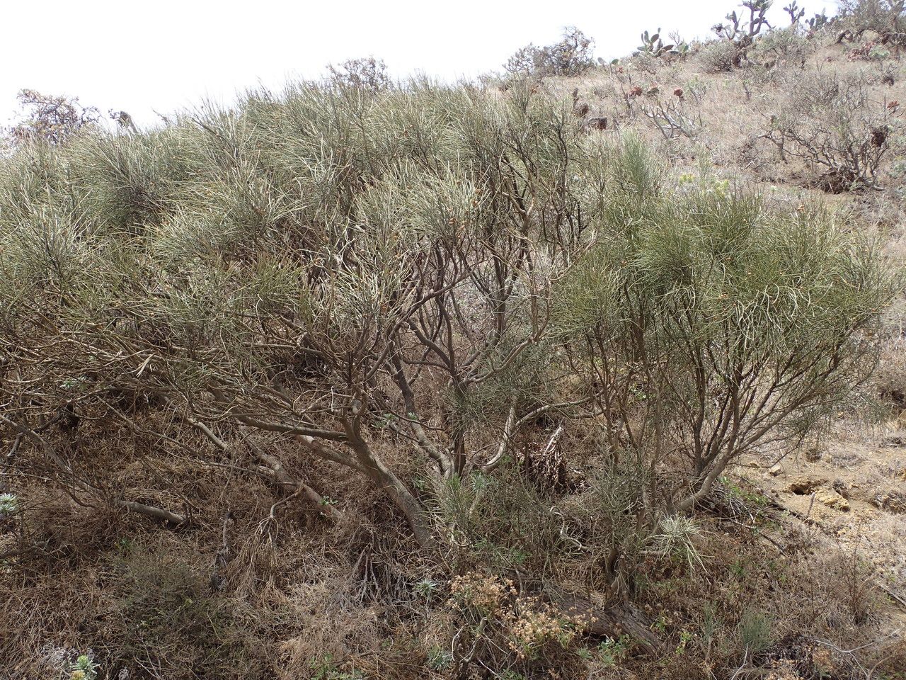 Retama rhodorhizoides habit