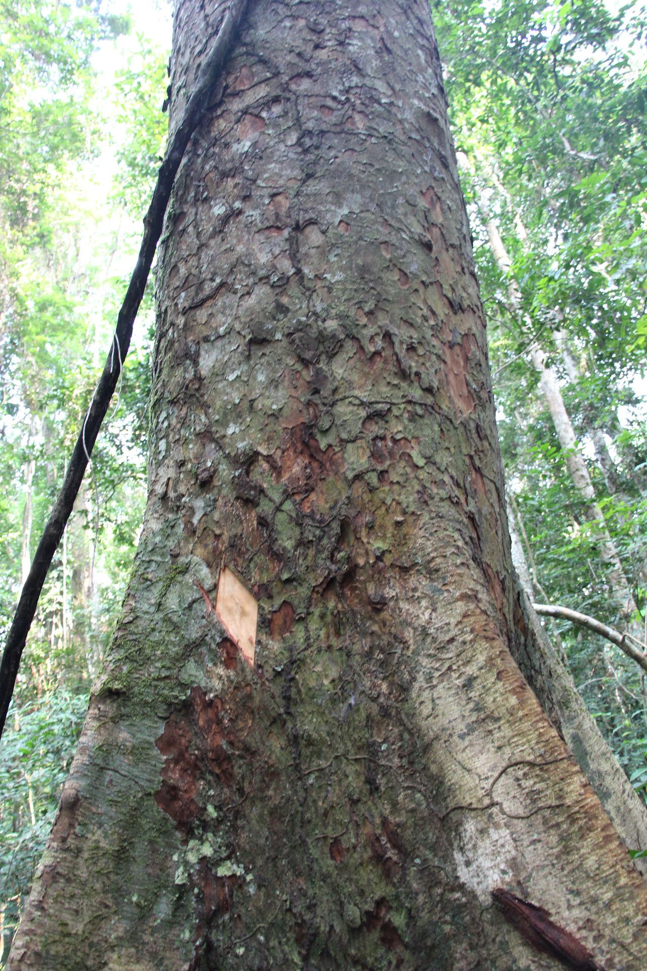 Guibourtia pellegriniana bark