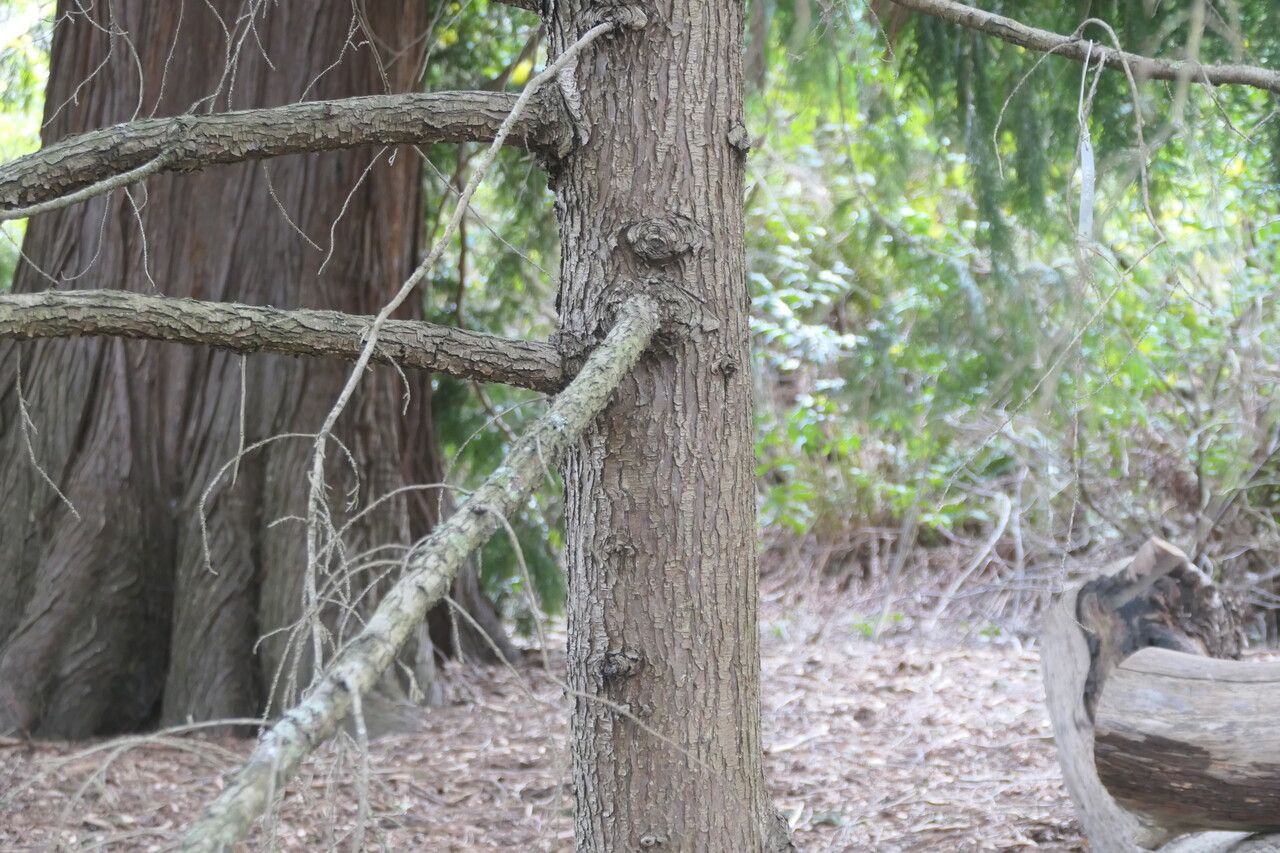 Hesperocyparis abramsiana bark