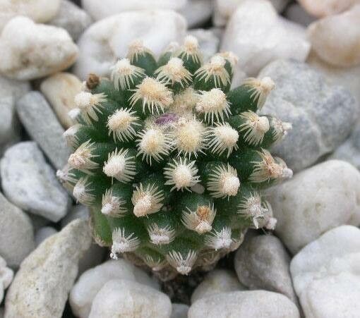 Pediocactus knowltonii leaf