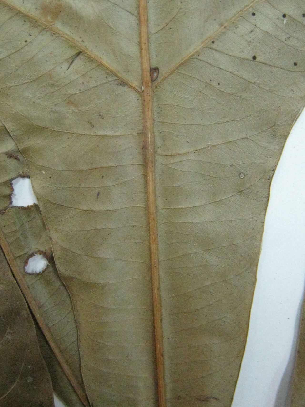 Quiina pteridophylla — houseplant care guide