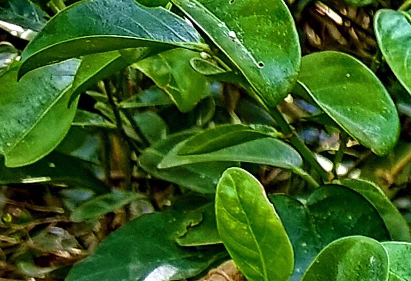 Suregada aequorea — related species from the same genus