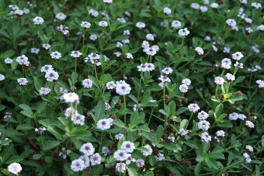 Phyla nodiflora flower