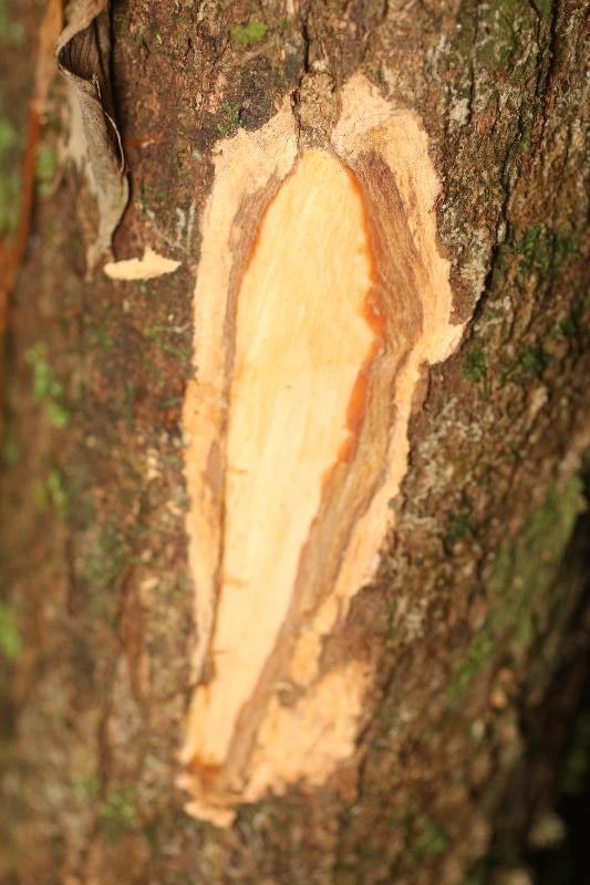 Platymiscium trinitatis other