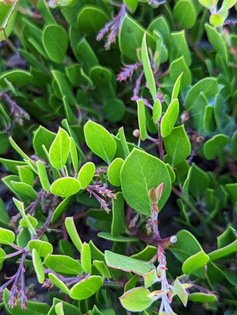 Arctostaphylos stanfordiana — search result for 'Arctostaphylos'