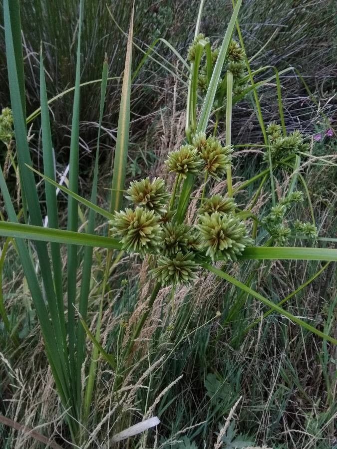 Cyperus eragrostis fruit