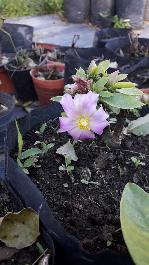 Pereskia grandifolia flower