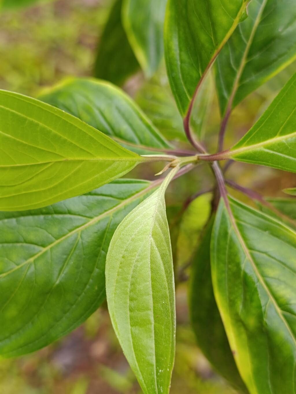 Cornus peruviana leaf