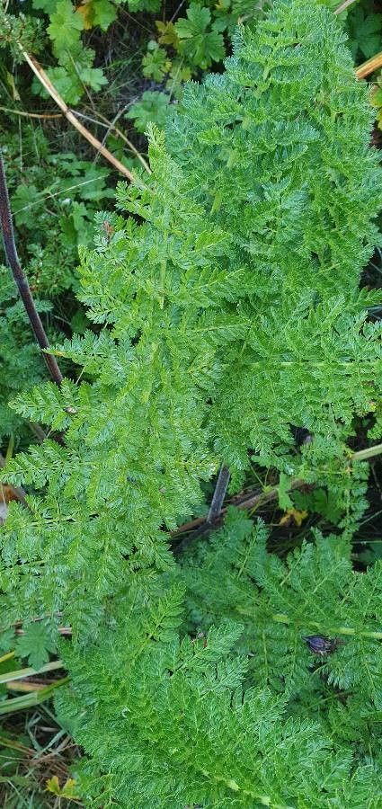 Oenanthe palustris — houseplant care guide