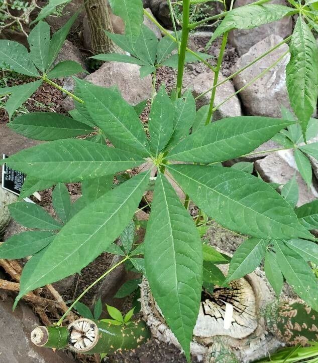 Ceiba acuminata — related species from the same genus