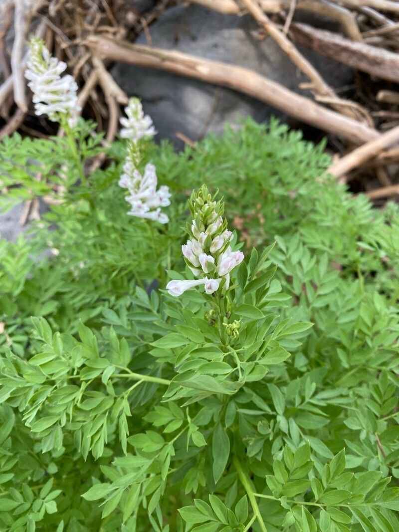 Corydalis caseana — houseplant care guide