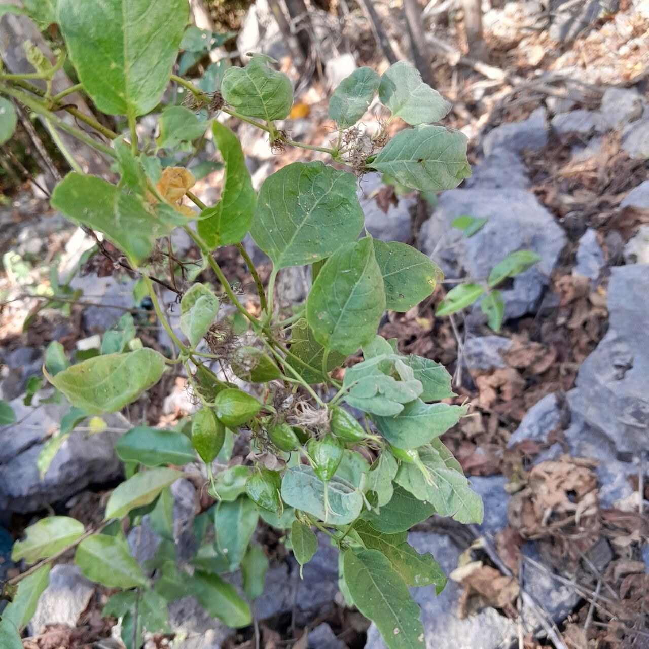 Paederia majungensis fruit