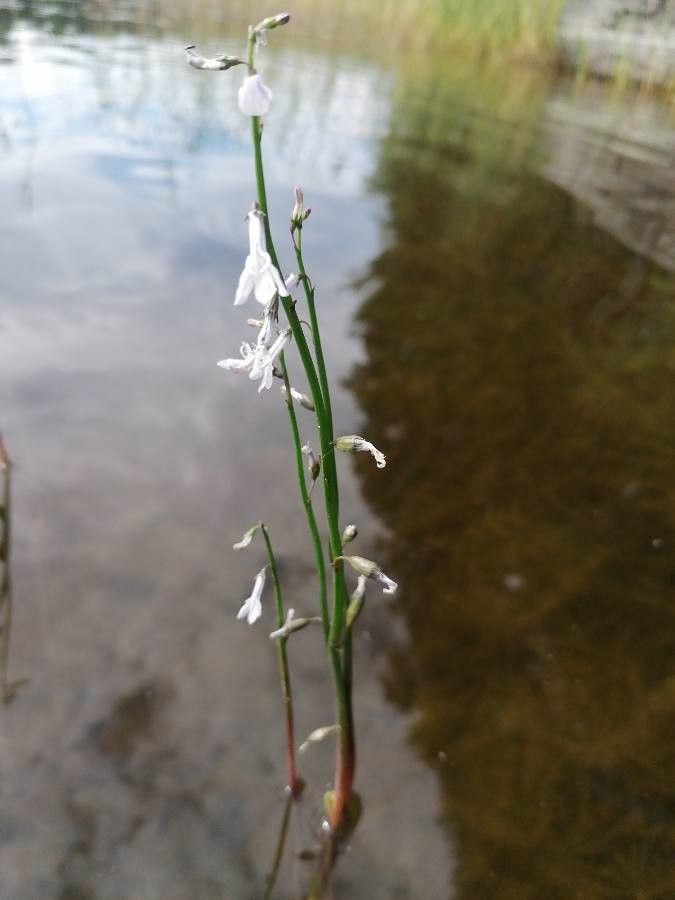 Lobelia dortmanna habit