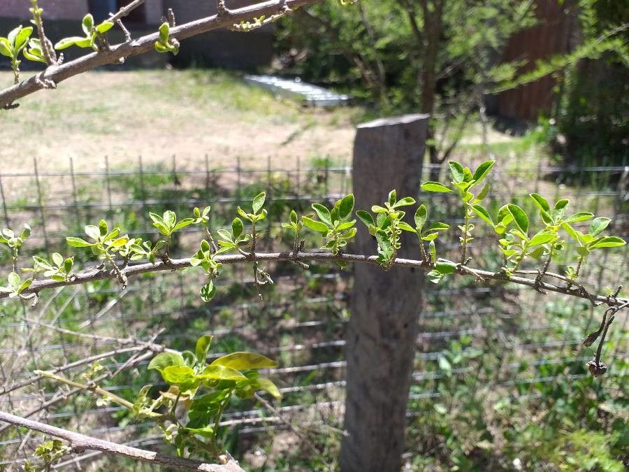 Lippia integrifolia — search result for 'Lippia'