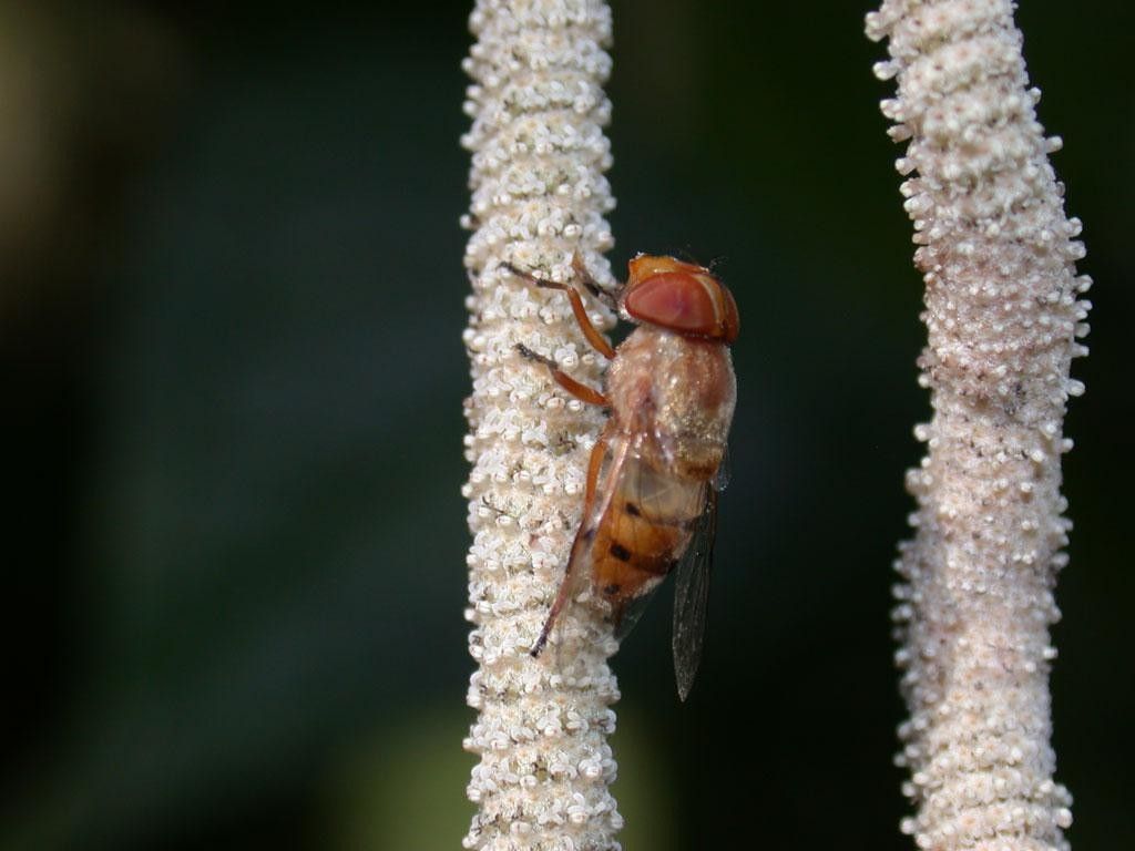 Piper culebranum bark