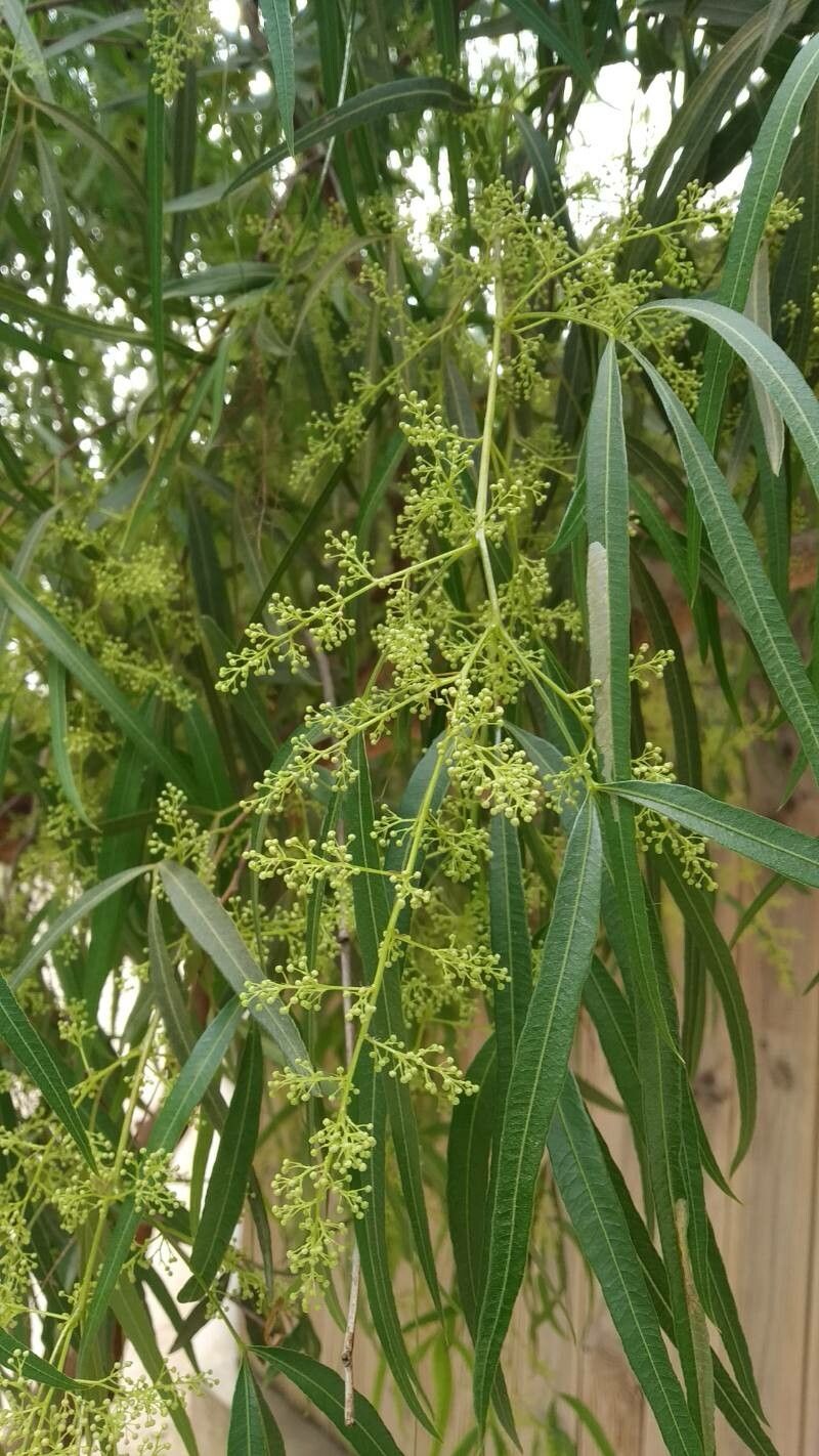 Searsia lancea flower