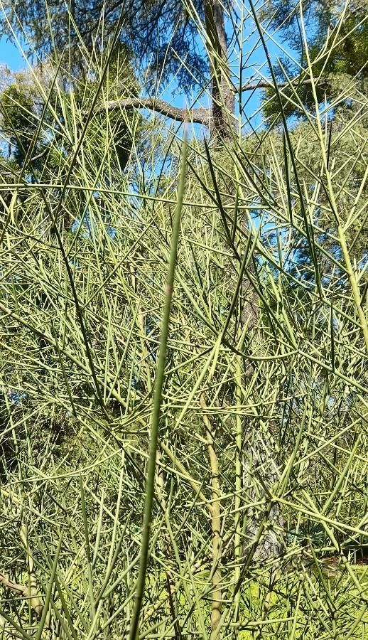 Prosopis kuntzei habit