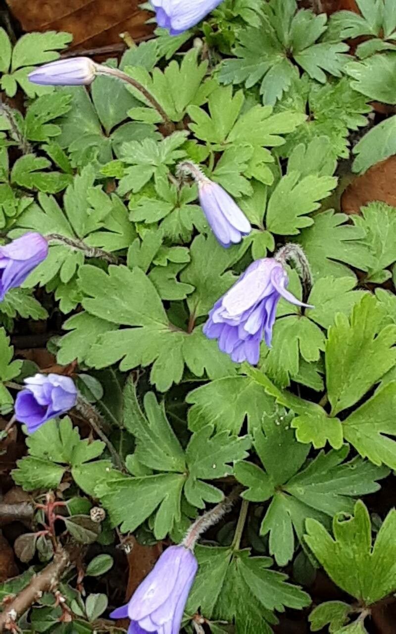 Anemonoides apennina — search result for 'Anemone'