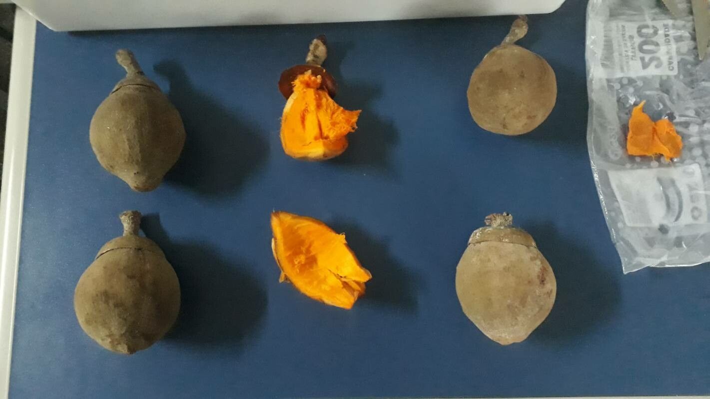 Quararibea cordata fruit