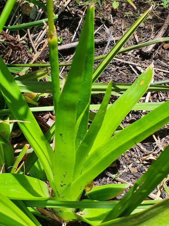 Eriocaulon volkensii — houseplant care guide