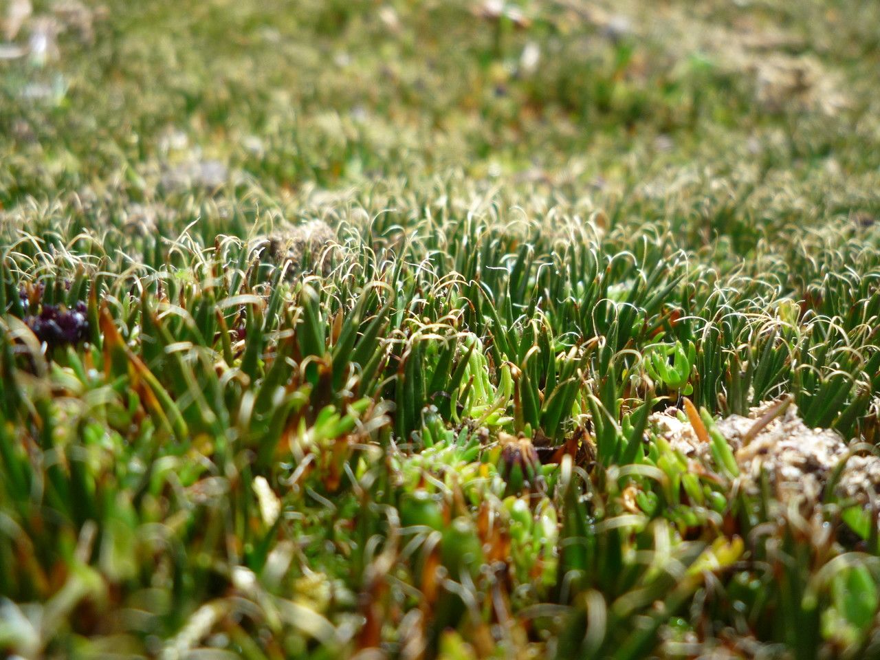 Distichia filamentosa habit
