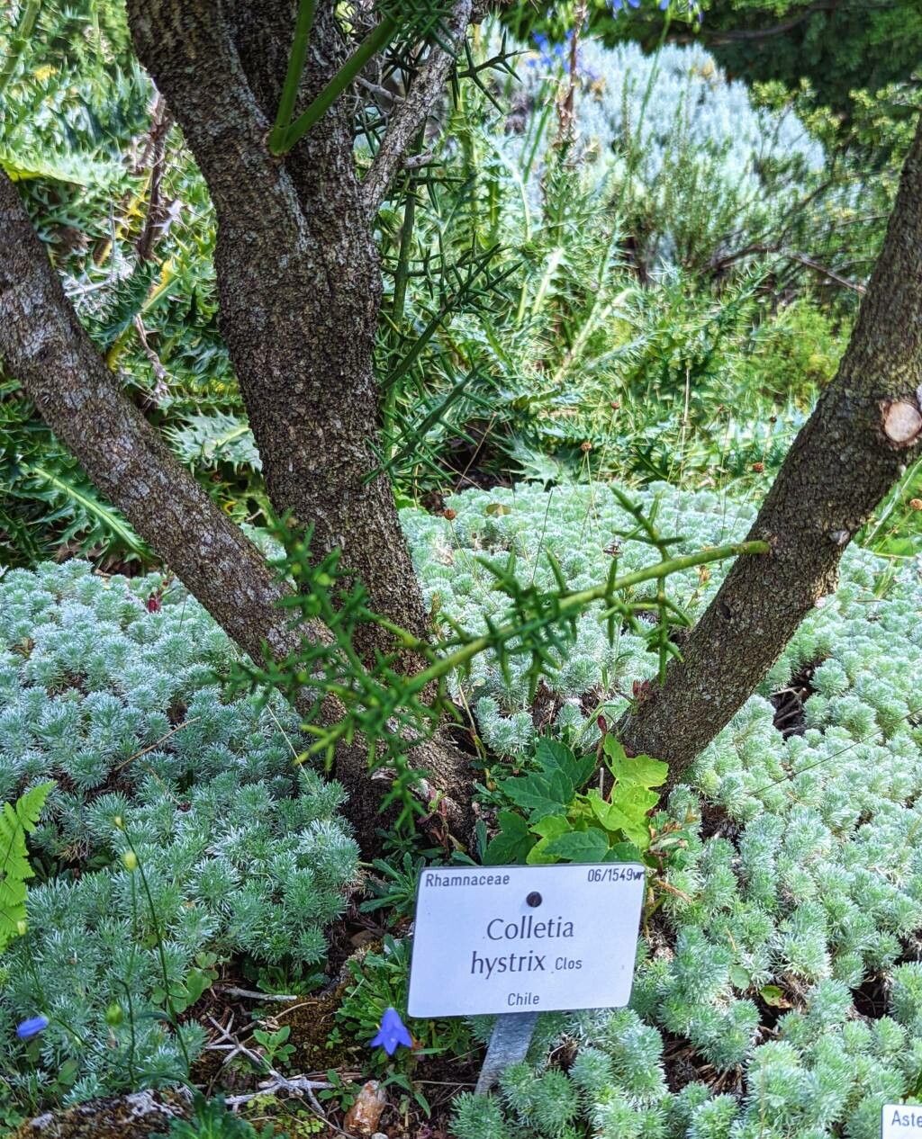 Colletia hystrix bark