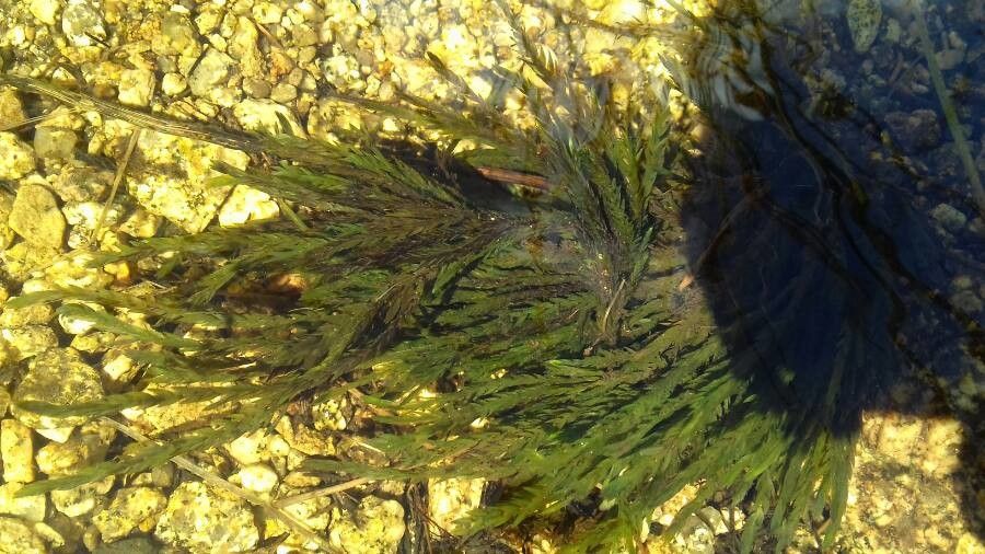 Blechnum francii — houseplant care guide