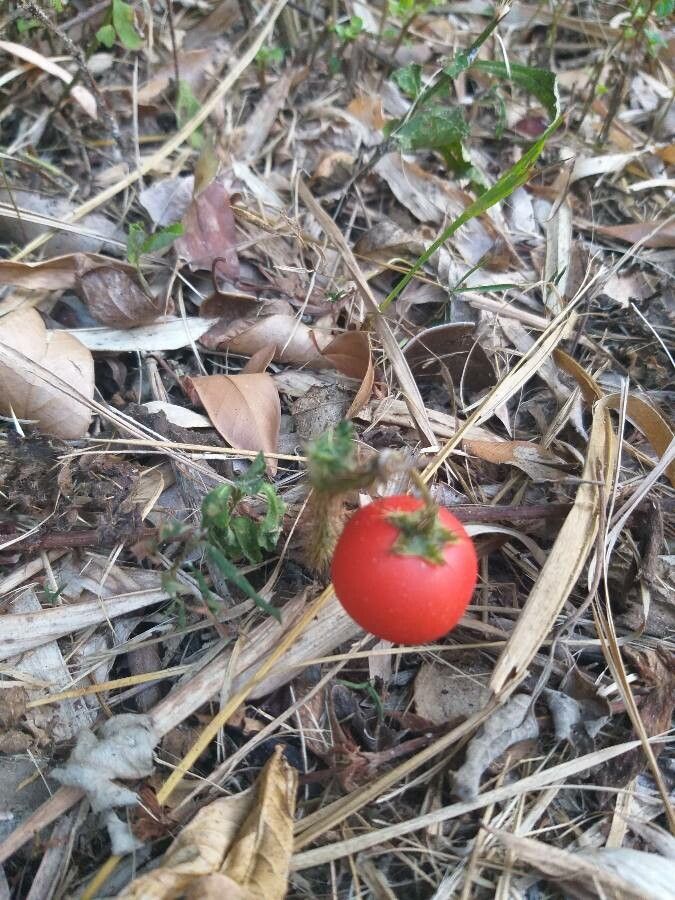 Solanum capsicoides fruit
