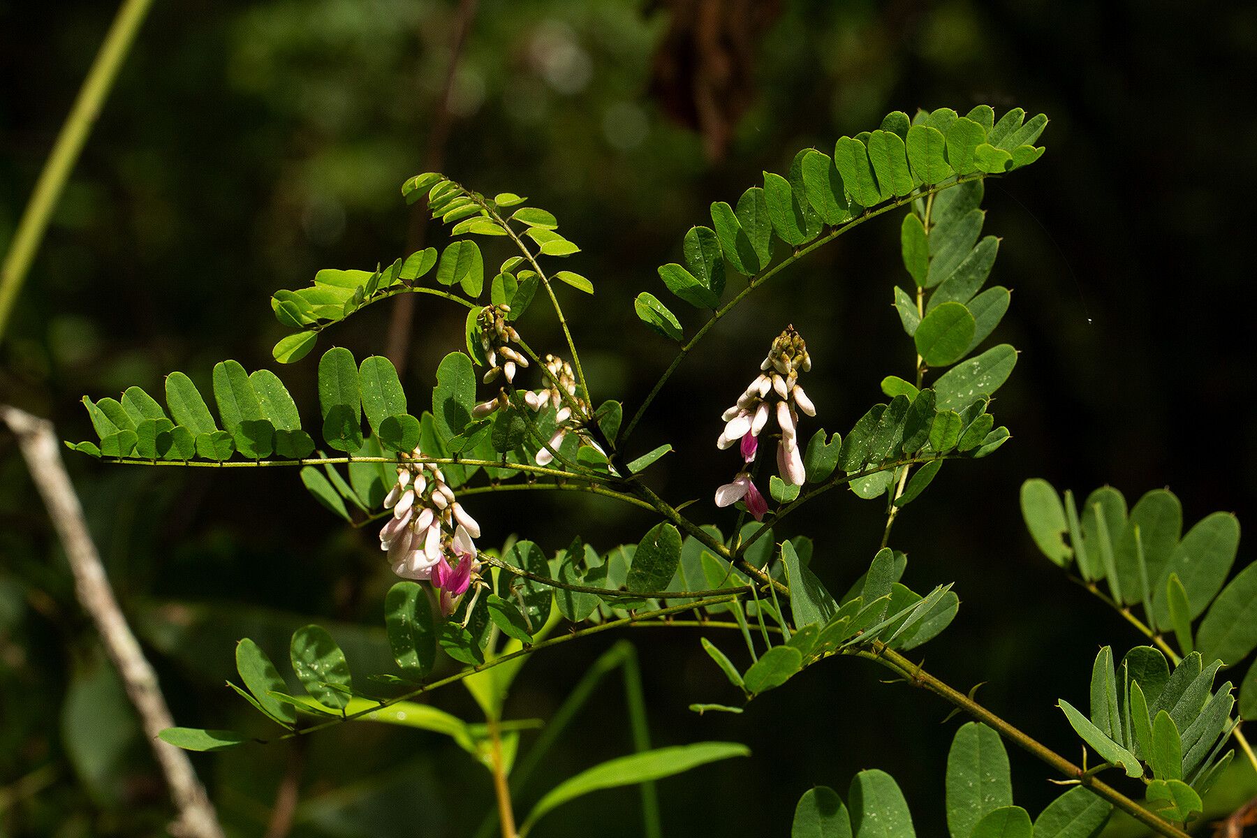 Indigofera roseocaerulea habit