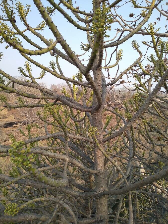 Viscum capense habit